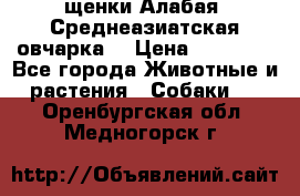 щенки Алабая (Среднеазиатская овчарка) › Цена ­ 15 000 - Все города Животные и растения » Собаки   . Оренбургская обл.,Медногорск г.